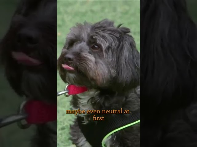 Trying to Hold an Excited Dog 🌪️🐶