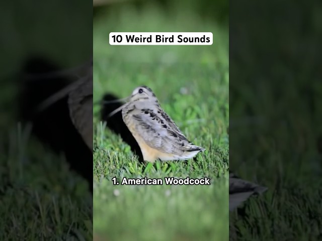 10 weird bird sounds #birds #animals