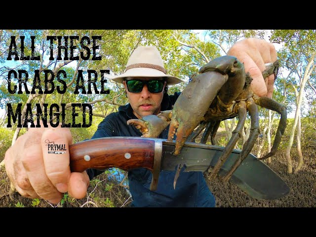 GIANT MUD CRABS - CAUGHT BY HAND. These mud crabs aren't healthy..