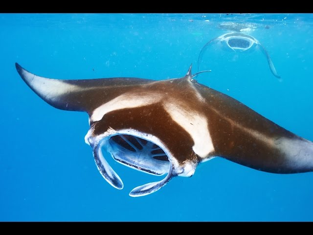 No Strain, No Gain: Filter Feeding Mantas