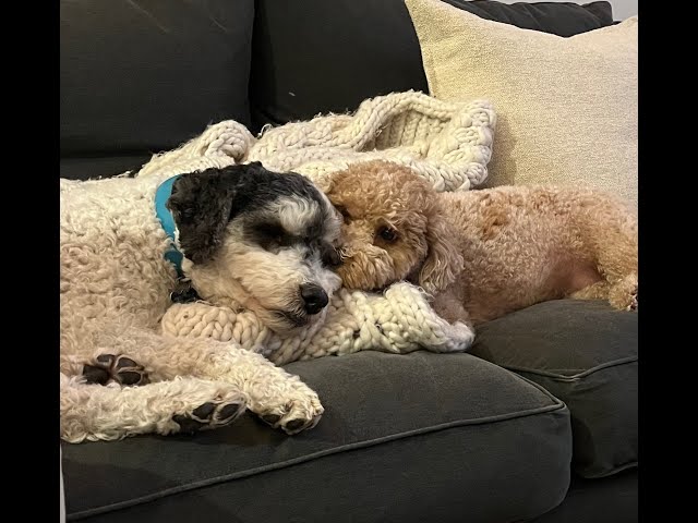 Nap time #rocky #billie #puppy #dog #dogs #relaxing #sleep