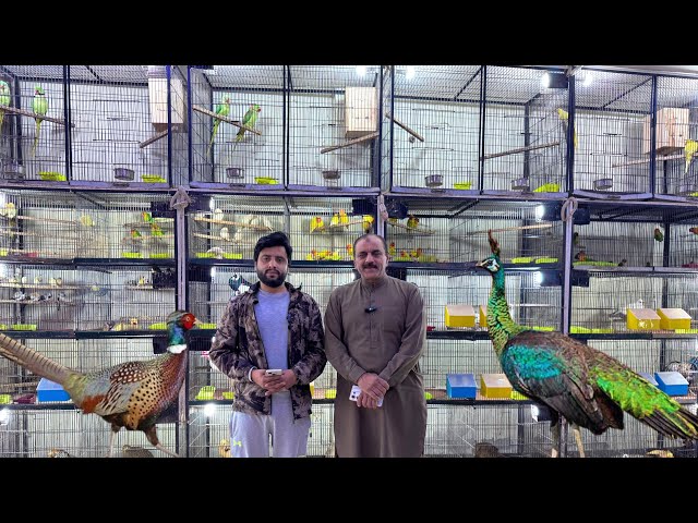 Multan Sunday Birds Market Rasheedabad 05 February 2025 | pakistan bird market video