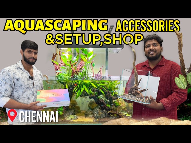 Best Planted Aquarium Shop in Chennai | Scape Art Aquarium Gallery | Terrarium and Paludarium Setup