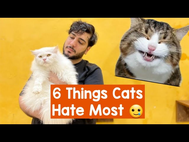 6 Things Cat HATE