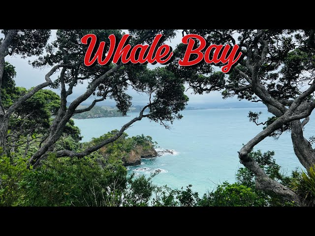 Scenic Drive to Whale Bay | Stunning Coastal Views in New Zealand