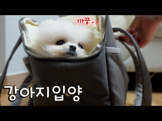 I adopted a baby dog ♥ The first day Pomeranian