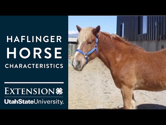 Haflinger Horse Characteristics