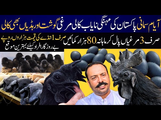 Ayam Cemani Hen Farming Pakistan Most Profitable Business | Ayam Cemani Chicks & Aggs Price