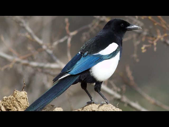 10 Interesting facts about Magpies | Birds of Wit and Wonder