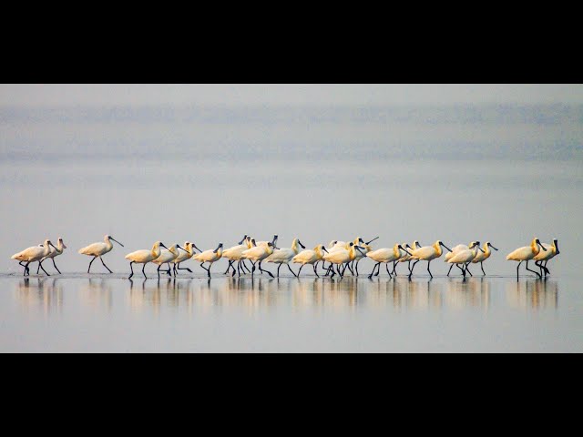 【台江】台江國家公園線上直播 - 七股賞鳥亭黑琵影像｜【Taijiang】Qigu Black-faced Spoonbill Watching Pavilion Live Stream