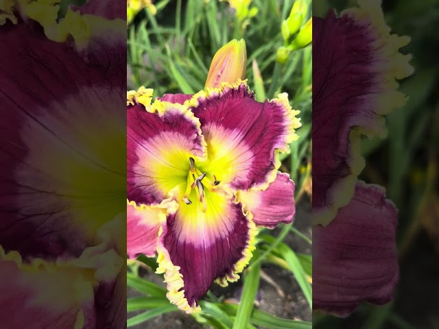 Hybridizing Daylilies with Tom