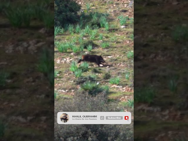 Tir de deux sangliers 👍 - chasse sanglier