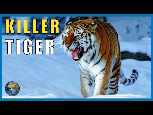 The Siberian Tiger Attacks of 1997