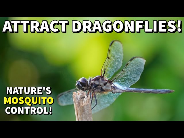 How To Attract DRAGONFLIES For A MOSQUITO FREE Yard And Garden!