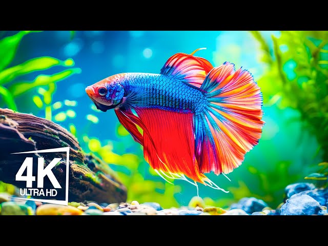 Betta Fish: Must-Know Facts for a Healthy Tank