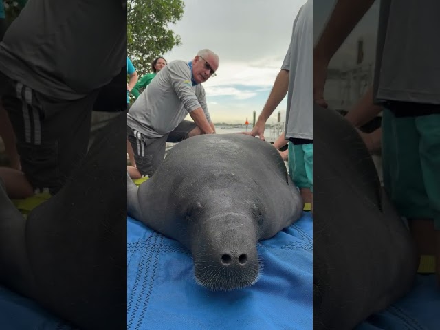 Florida Manatee Release #shorts #florida #manatee