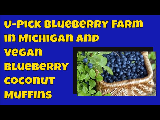 HARSS Blueberry Farm and Making Vegan Chocolate Blueberry Coconut Muffins in Michigan