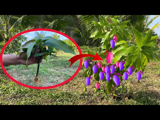 how to growth mango tree from cutting fast in a bottle-technique crafting mango tree fast