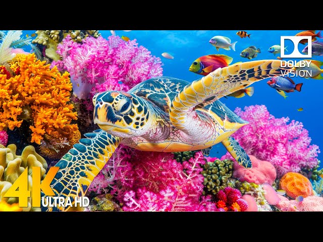 Ocean 4K - Explore the Stunning Fish & Peaceful Ocean Melodies