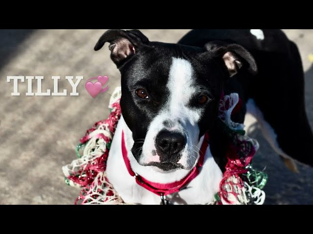 TILLY 216809/JUST A PUP/ADOPTABLE DOG/NYCACC/SIACC