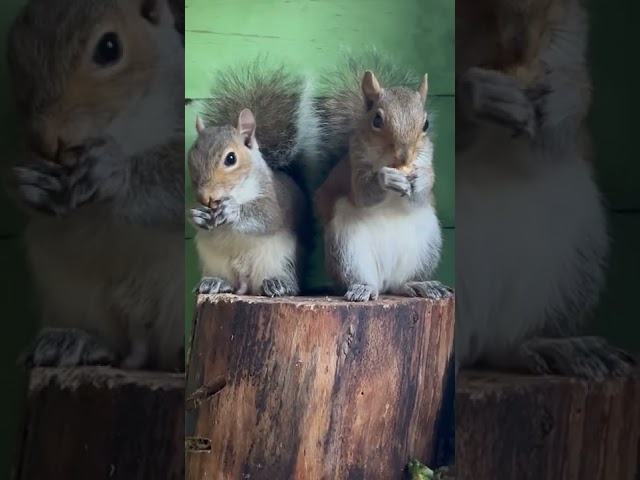 Squirrel Squabbles cute babies squabble over walnut , up close with Baby Squirrels .