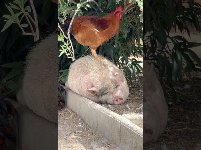 La curiosa relación del gallo Flecha con los cerdos