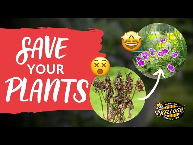 How to Revive Wilting Plants: A Beginner's Guide