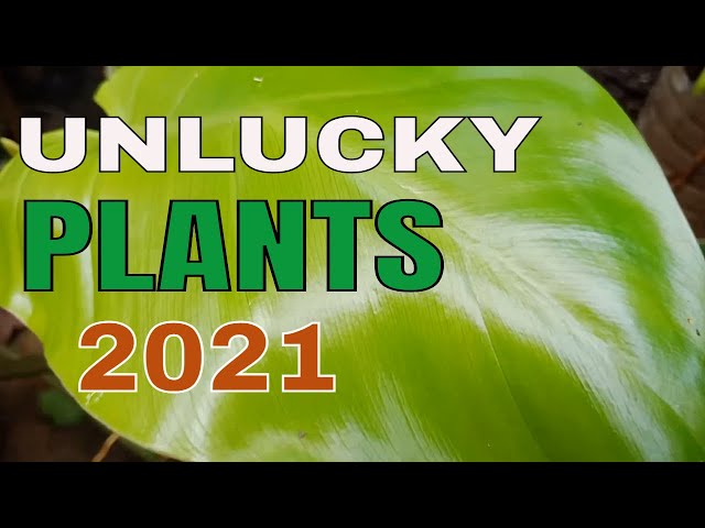 UNLUCKY PLANTS THAT BRING BAD LUCK TO YOUR HOME THIS 2021- 2022 MALAS NA HALAMAN AYON SA FENG SHUI