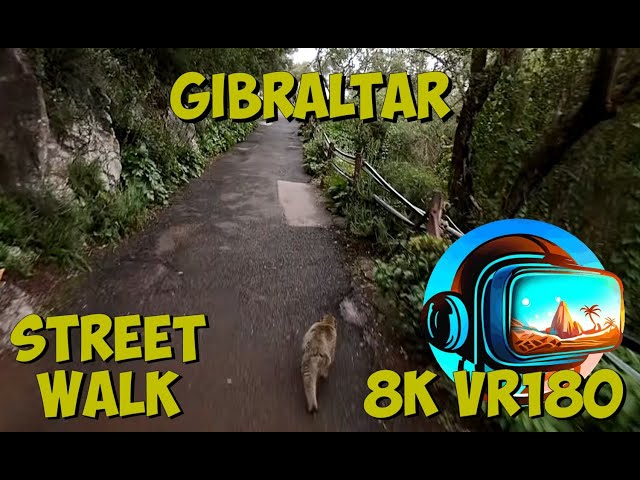 14 Gibraltar Can you find all the monkeys in this video? 8K 4K VR180 3D Travel