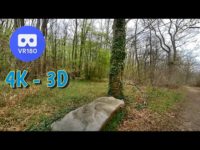 2023 - VR180 3D -  NATURE 3D - Evolution de la forêt - 11 avril 2023   insta360 evo