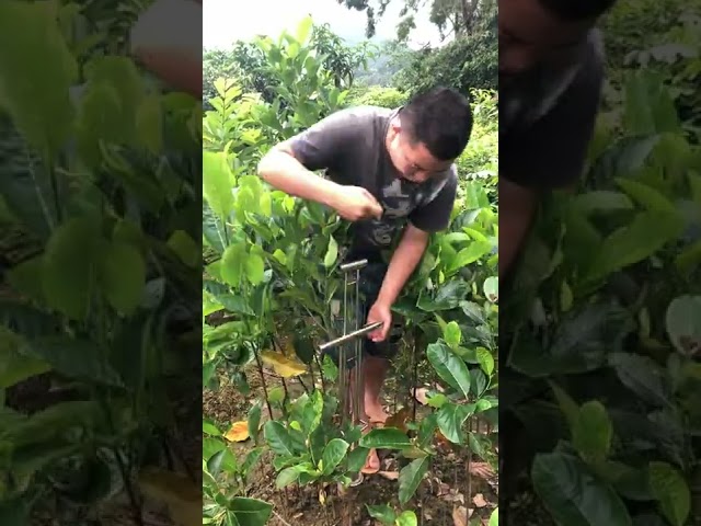 Grafting Tree For Gardening  How to cuttings with juice from bananas   #Gardening 100% #  1