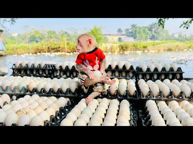 Bibi enlisted helps dad harvest eggs on farm