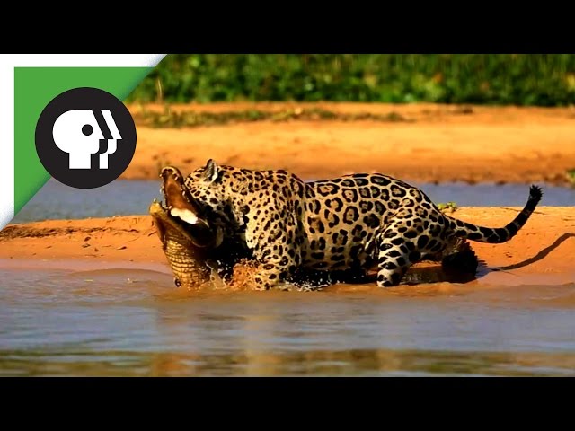 Jaguar Attacks Caiman Crocodile