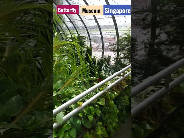 সিঙ্গাপুরের প্রজাপতি মিউজিয়াম। Butterfly Museum in Singapore, Part 1