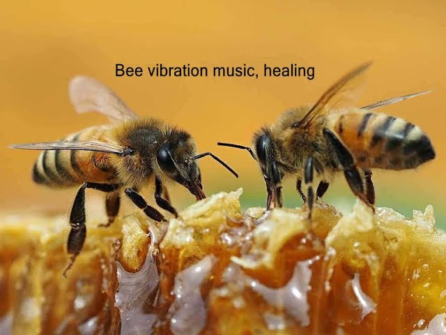 Bee sound calming music, healing soul and body