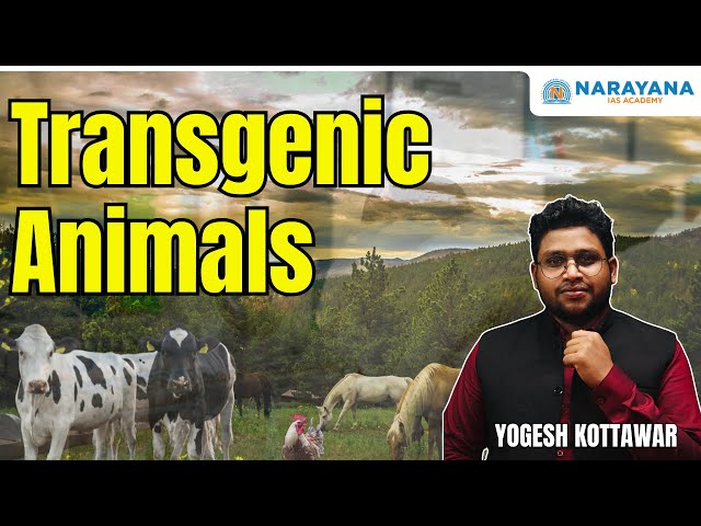 Explained: Transgenic Animals | Genetic Engineering | Biotechnology