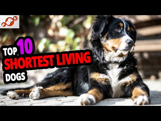 🐕 Shortest Living Dogs – TOP 10 Dog Breeds With The Shortest Lifespan!