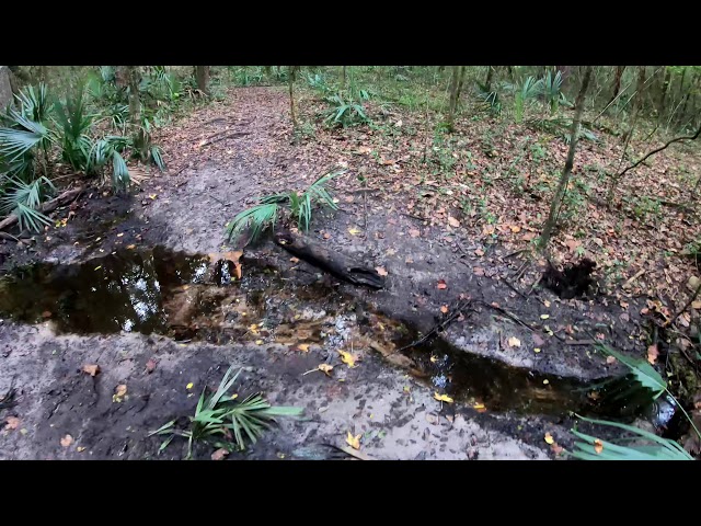 San Felasco Florida State Park Walk thrugh