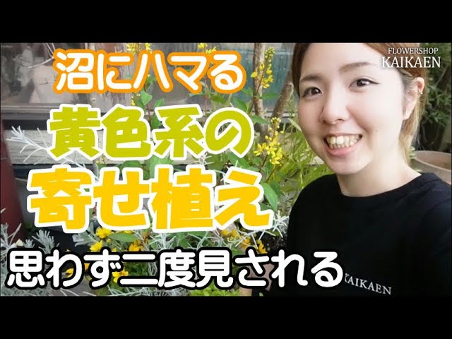 黄色系　寄せ植え　遠くから　目立つ　思わず二度見される　秋っぽさ　涼しさも感じる　コウシュンカズラ　真ん中を高く【おうちでガーデニング】開花園チャンネル