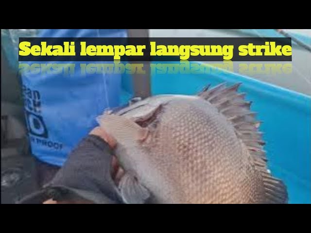 sekali lempar umpan langsung di sikat ikan || Mancing seru di Benoa Bali