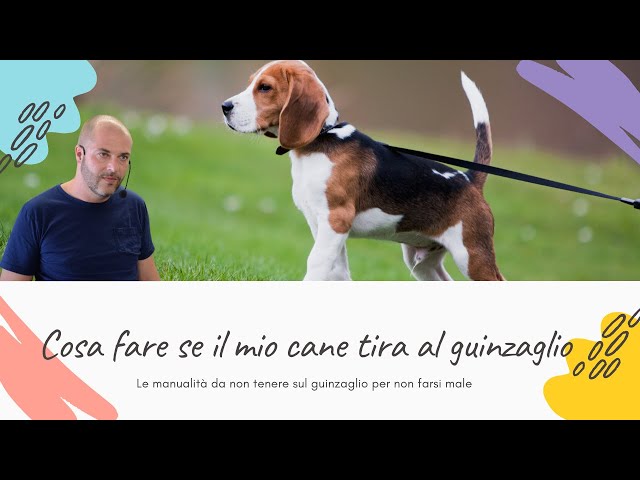 Cane che tira al guinzaglio: le manualità scorrette|Affinitydog