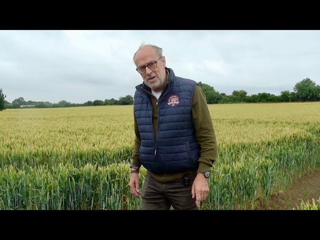 Harvest 2024 is only weeks away but it won't stop raining. How are the crops coping?