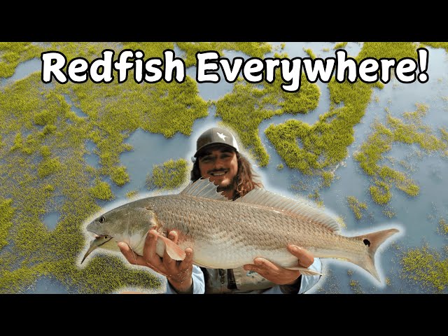 Wade/Kayak Fishing for Redfish and Speckled Trout on Crystal Clear Chesapeake Bay Grass Flats.