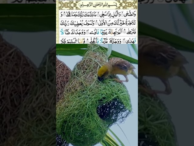 Allaha ki Qudratll Beautiful Recitation of Quran #egzonibrahimi #quran #hafiz #birds