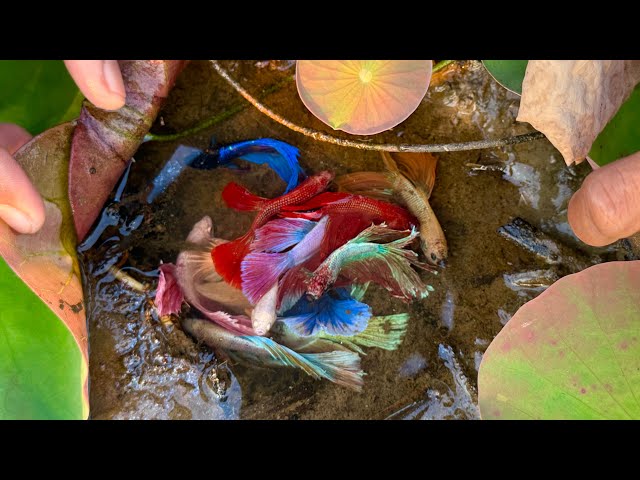 Unbelievable Betta Fishing: Exploring the Natural Betta Habitat from Lotus Lake