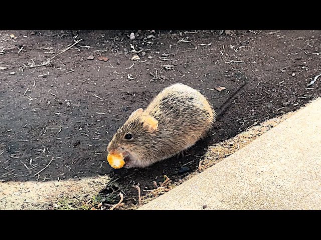 Arizona Cotton Rat stealing popcorn blind [HD]