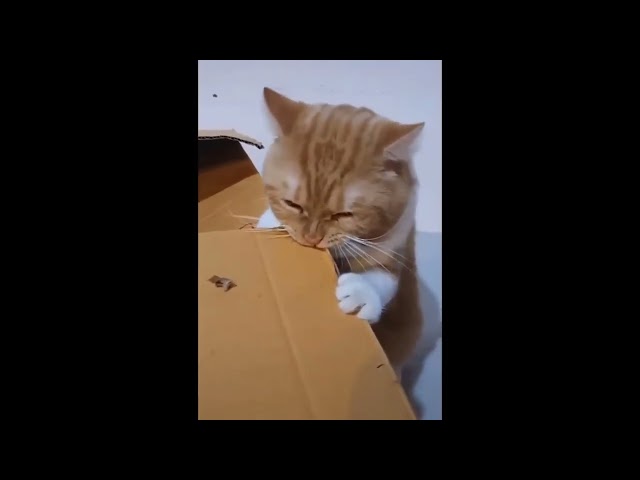 Funny Cat Videos Compilation  #funny  #cat #Cute Cat Videos Compilation #8