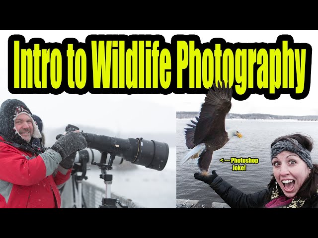 Get Started in Your Wildlife Photography | Wildlife Photography Introduction