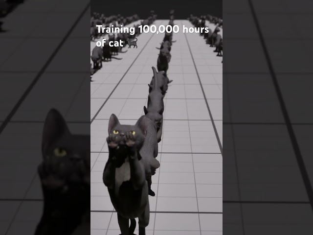 Training 100,000 hours of cat for our VR game! Inspired by Nvidia Isaac Gym