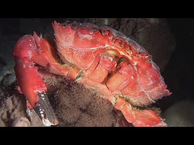 Crabs & Shrimps at Night - Reef Life of the Andaman - Part 27